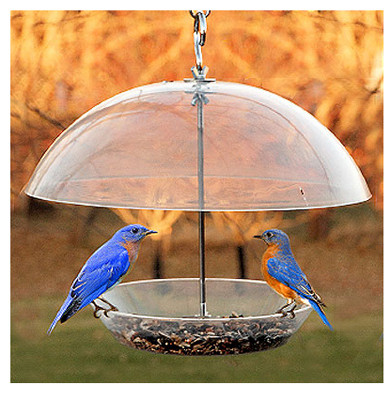 Dome Top Seed & Bluebird Feeder, 11-3/4 Inch