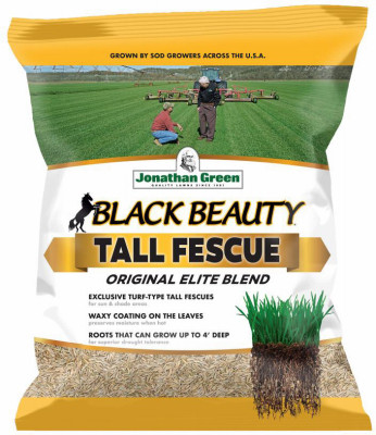 3LB BB Tall Fescue