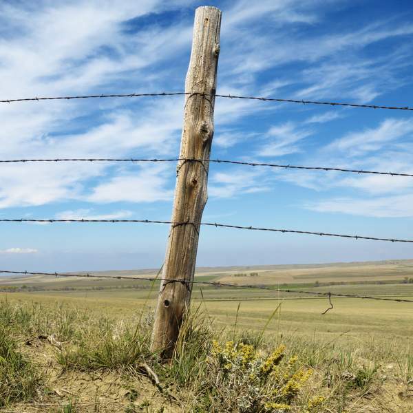 Category image Fencing Staples