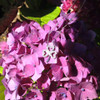 Open Shamrock Necklace Embellished With Crystals
