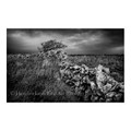 Iconic Irish Stone Wall - Limited Edition Fine Art Photo Print The Irish Rose Gifts