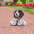 Animigo Pointer Puppy (38603)