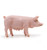 Papo Sow (51188)
