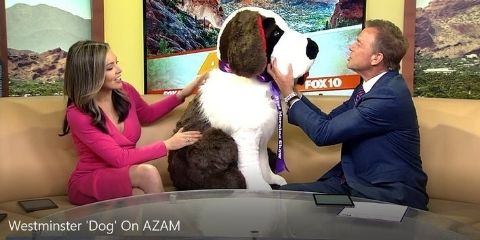 Photo of Big Plush Giant Saint Bernard Dog from TV appearance on Fox 10 at Westminster Dog Show