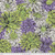 Backing Fabric -  Bursting Stripes - Contrast 3 yard ( 108") piece