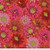 Cactus Flower
Red Cactus Flower
Red
