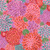 House Leeks, Pink House Leeks, Pink