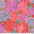 House Leeks, Pink House Leeks, Pink
