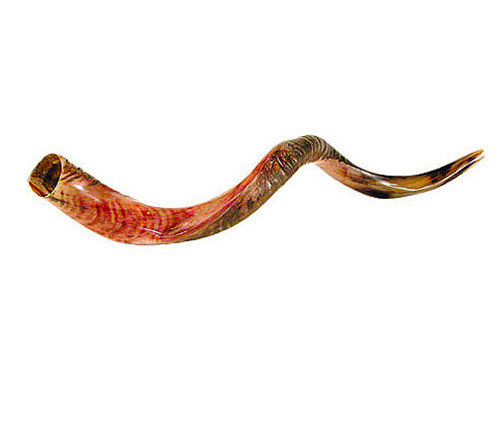 Medium Yemenite Shofar 32″-35″