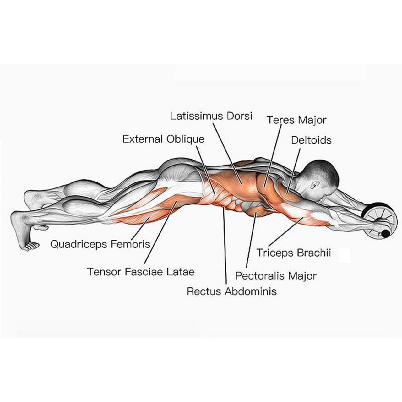 Ab Wheel Target Muscles Ab Roller Exercises How To Use An Ab Roller