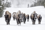 "Have You Herd?": NEW Bison Hemp Extracts Launch in November 2021