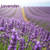 Faraway Farm Lavender Whipped Body Butter - lavender field