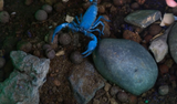 How to Use a UV Flashlight for Scorpion Hunting and Mineral Detection