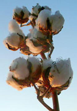 What type of USA Made 100% Cotton Clothing is There?