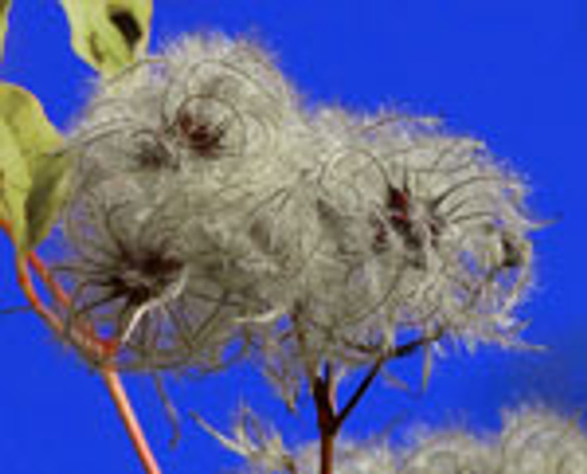 What unusual items other than clothes have been made of cotton What unusual items other than clothes have been made of cotton