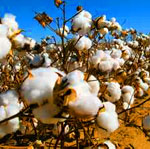 Cotton Field