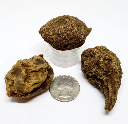 High John the Conqueror Root 16 gram roots