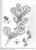 Witch Hazel Bark Cut  1 oz