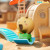 CAPYBARA Blind Box
