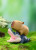 Animal Heavenly Body Capybara Blind Box Series