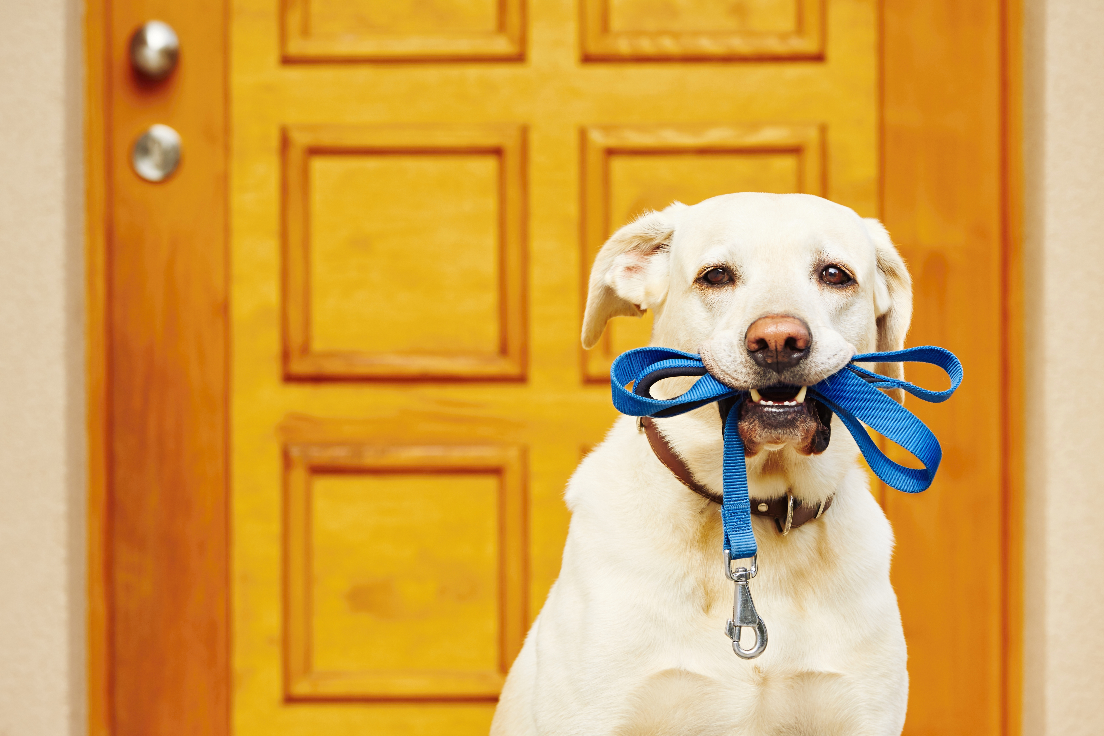 pet-istock-495800846.jpg