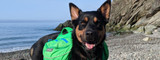 Multi-Day Hiking with Your Dog