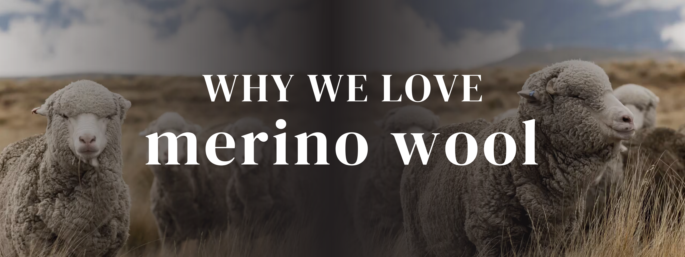 What’s so special about Merino Wool? - River & Trail Outdoor Company