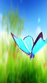 iPad Start Screen Video - Butterflies