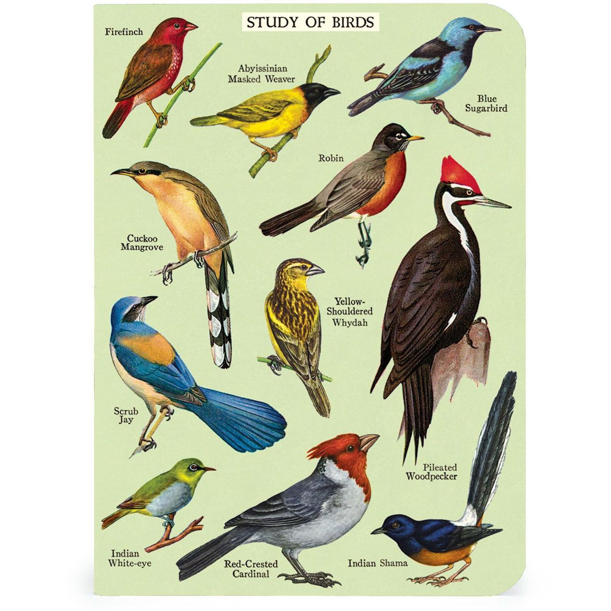 Mini Notebook Set, Bird Watching - FLAX art & design