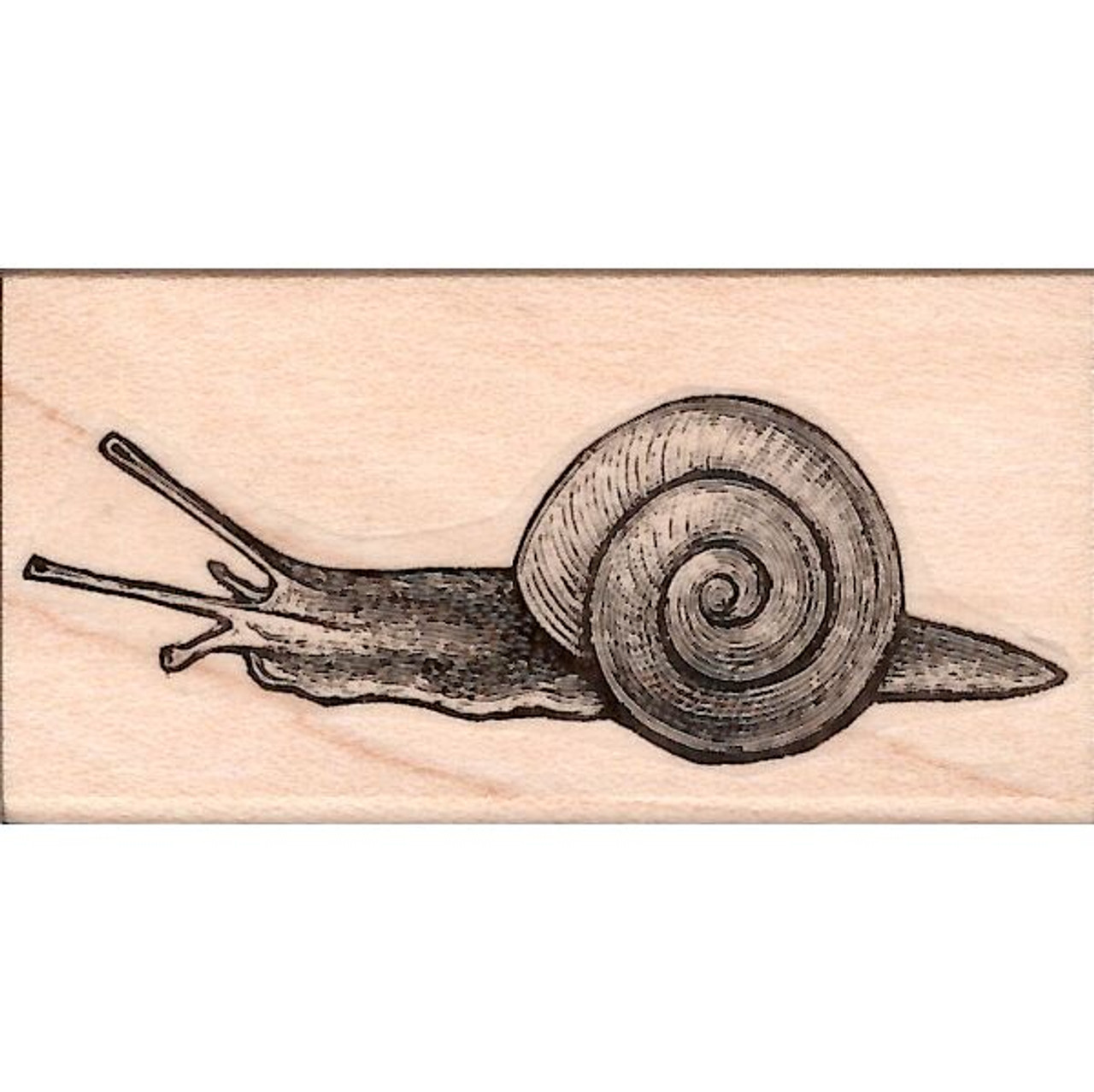 Snail Image Drawing - Drawing Skill