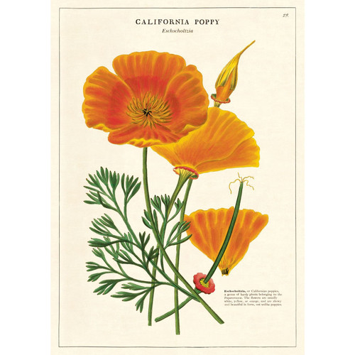 Cavallini Paper, California Poppy