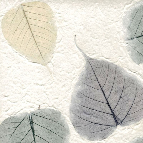 Lokta Paper, Ficas Leaves