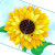 Lovepop Pop-Up Card, Sunflower Bloom