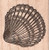 Seashell Rubber Stamp