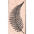 Rubber Stamp, Fern Leaf