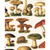 Tassotti Paper, Fungi