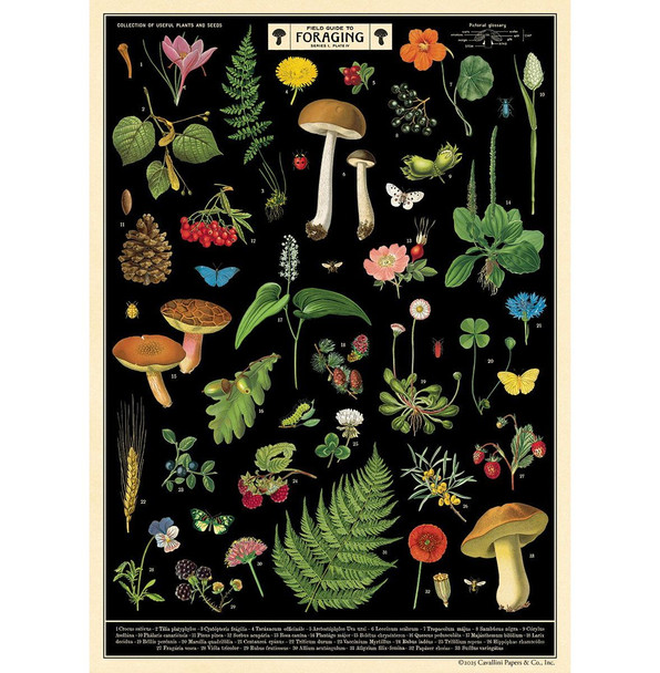 Cavallini Paper, Field Guide to Foraging