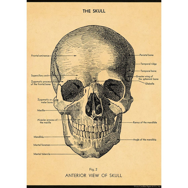 Cavallini Paper, The Skull