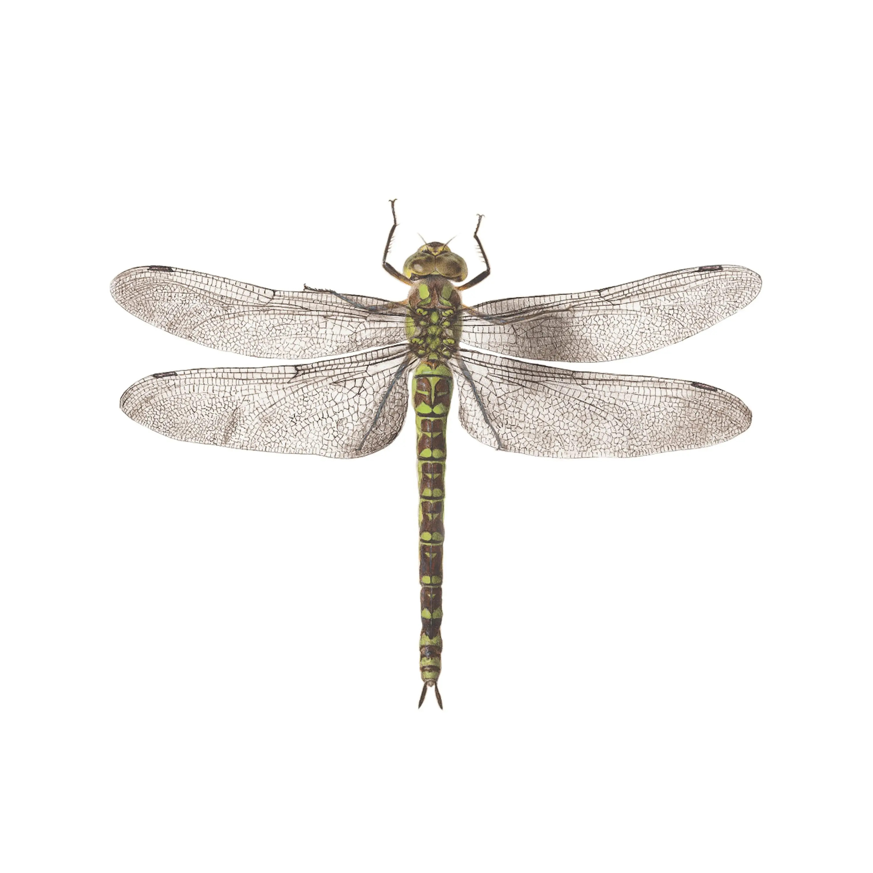 7117 Dragonfly Tattoo Images Stock Photos  Vectors  Shutterstock