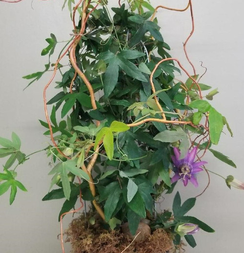 Passion Flower - Plant