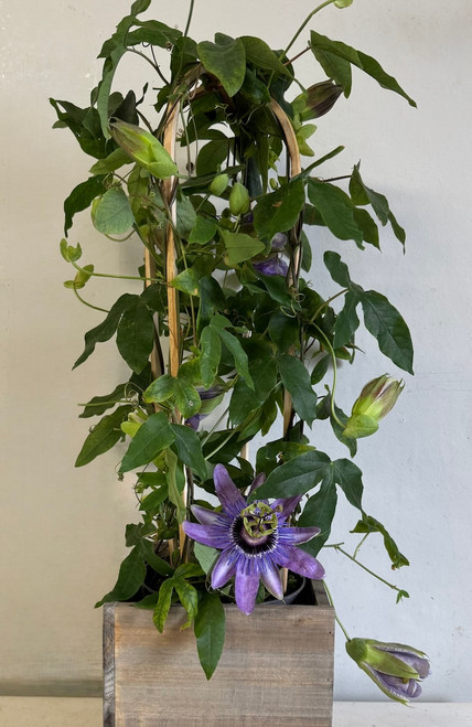 Passion Flower - Plant