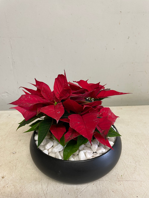  Petites Poinsettias