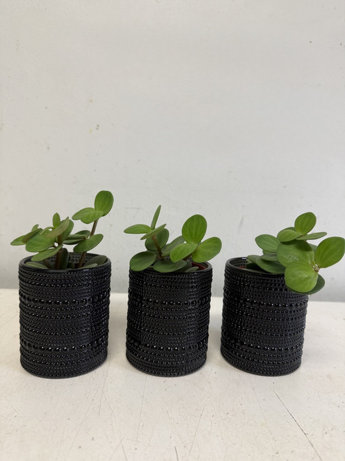 Peperomia Trio 