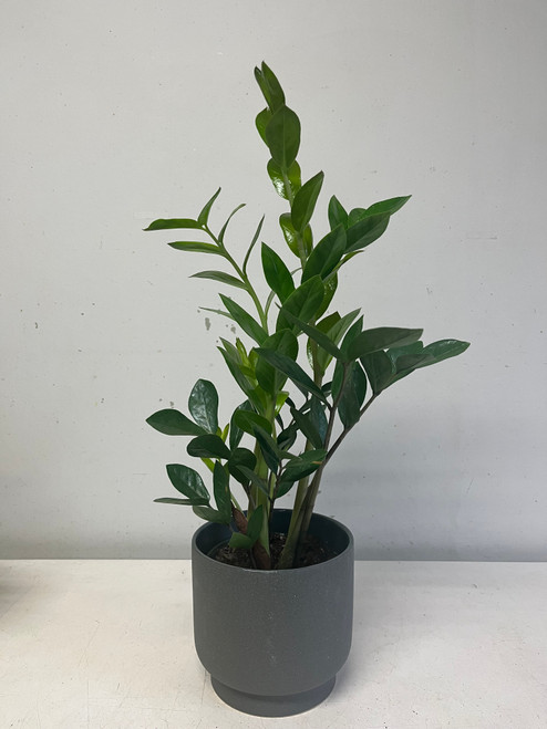 ZZ Plant 6"