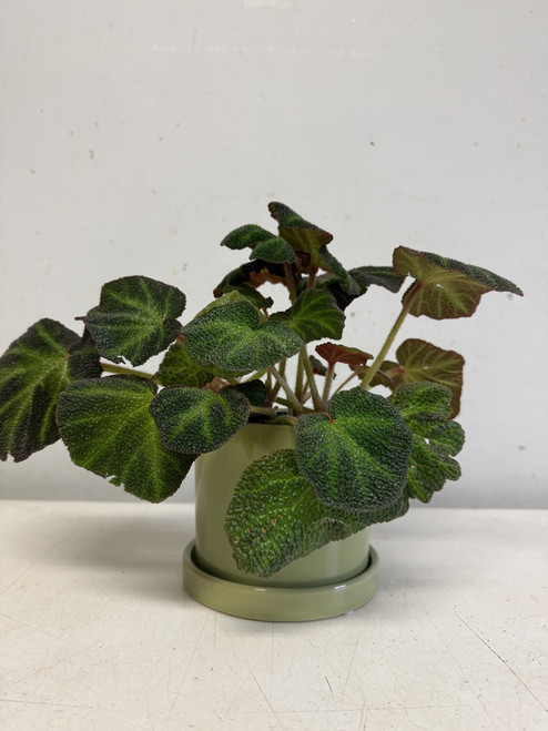 Begonia 4"