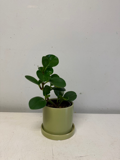 Baby Rubber Plant 4"