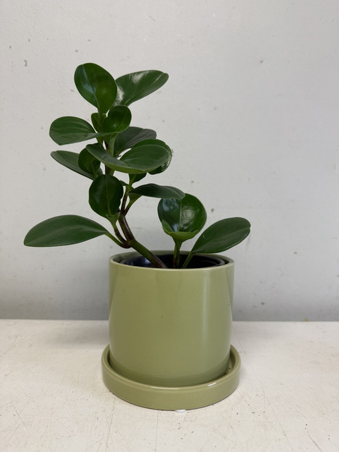 Baby Rubber Plant 4"