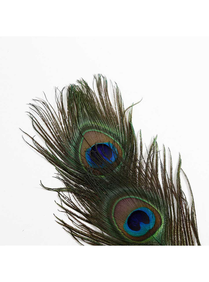 Close-up of natural peacock feather texture and eye detail
