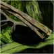 GOODR Gaga For Ghillie Suits Green Camo Sunglasses (G01011-FXG-01)