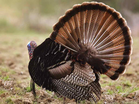 TURKEY HUNTING IN THE MISSISSIPPI DELTA